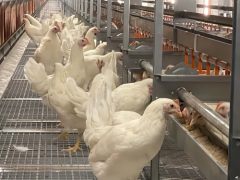欧洲食品安全局再次提出建议：非笼养殖更有利